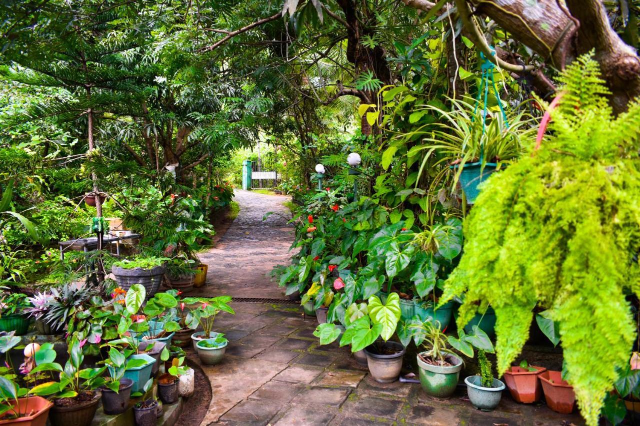 Sigiri Rock Side Home Stay Sigiriya Exterior foto